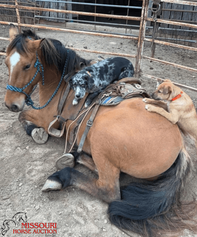 Image for January Horse Auction