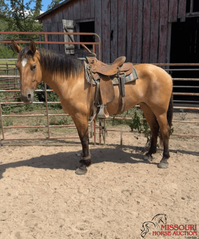 Image for January Horse Auction