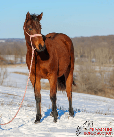 Image for January Horse Auction