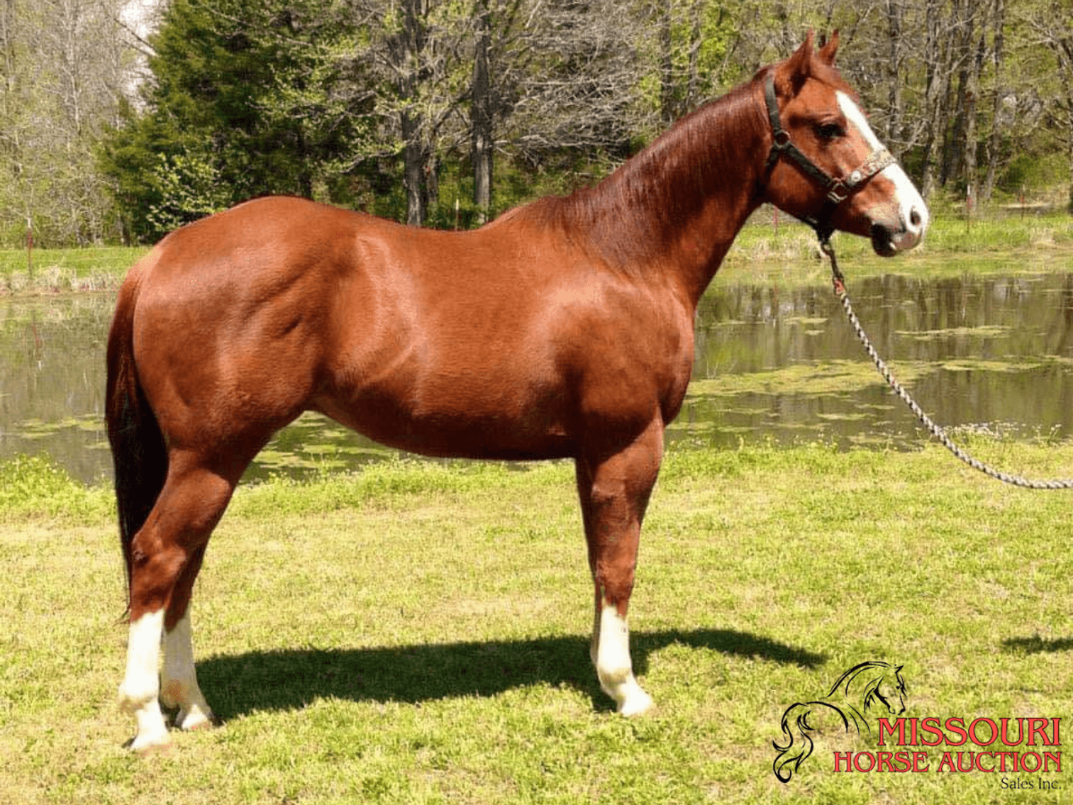 Image for February Horse Auction