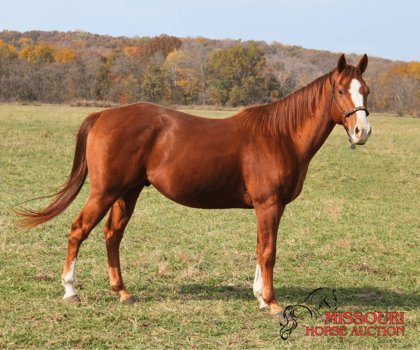 Image for February Horse Auction