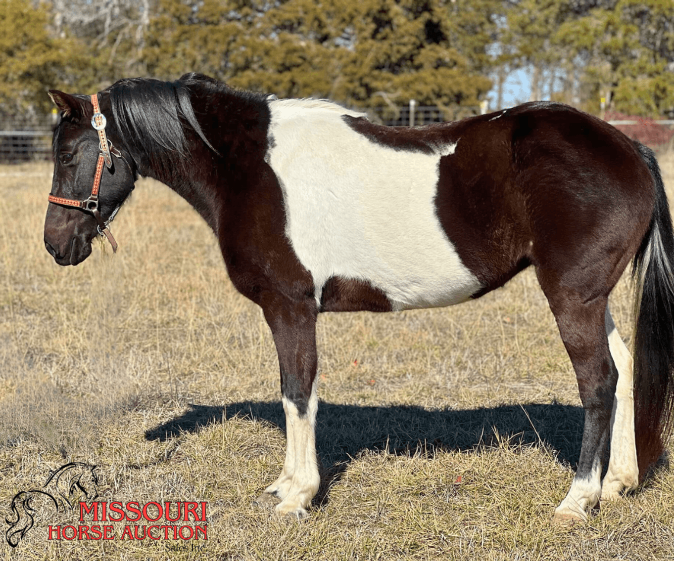 Image for February Horse Auction