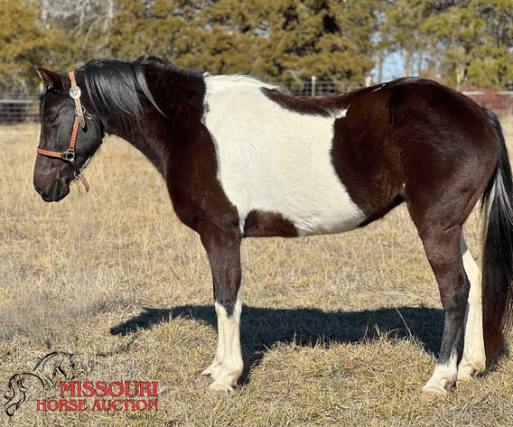 Image for February Horse Auction