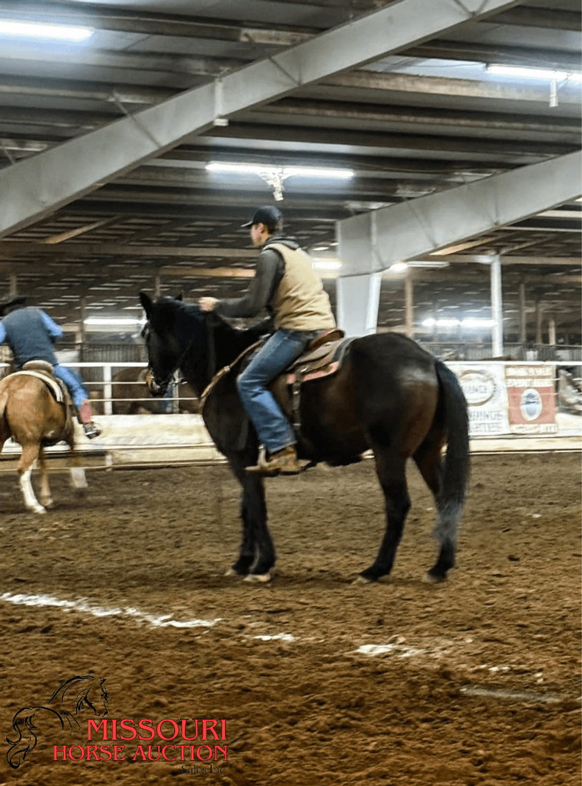 Image for February Horse Auction