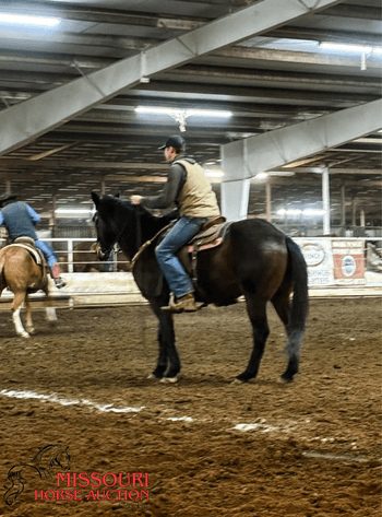 Image for February Horse Auction