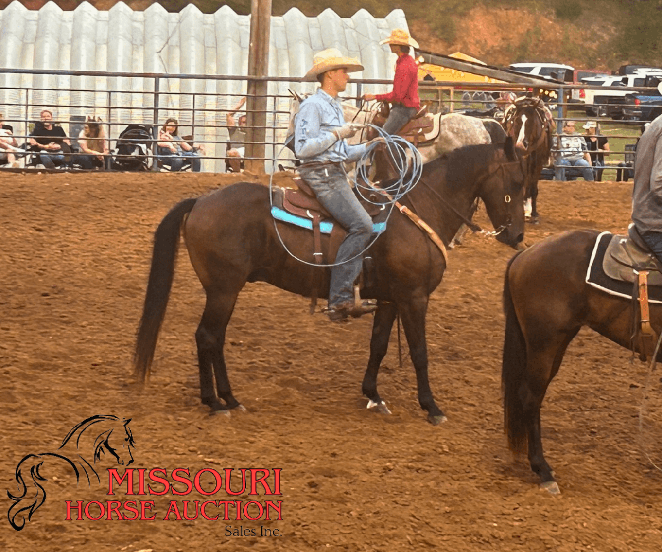 Image for February Horse Auction