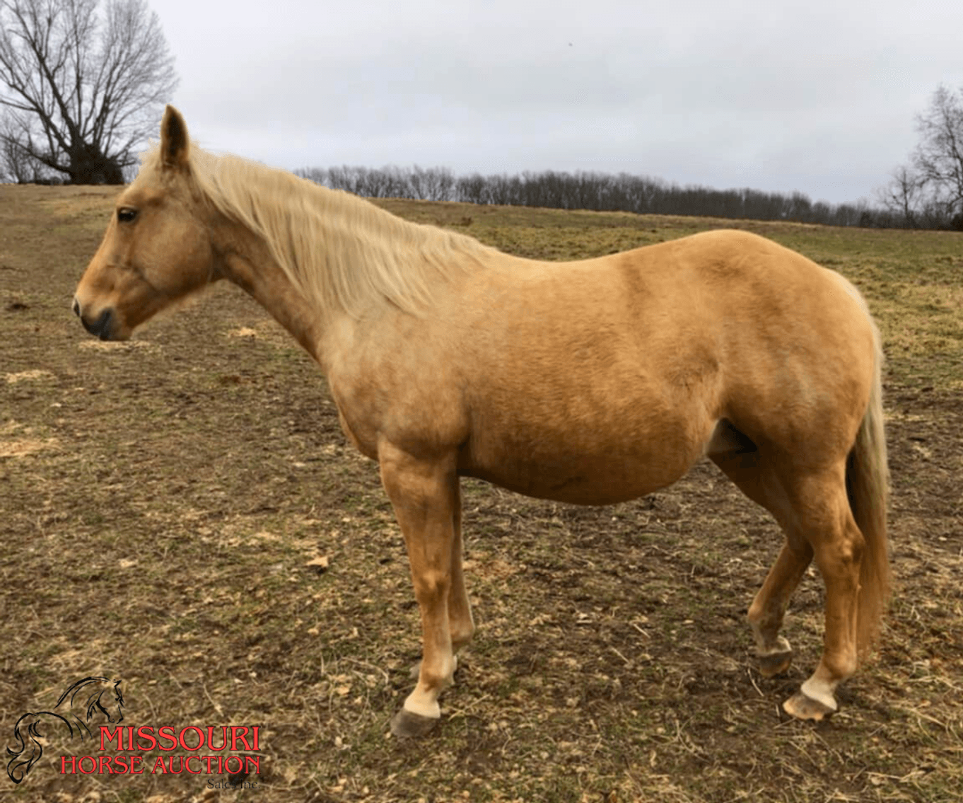 Image for February Horse Auction