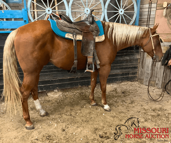 Image for March 10 DAY, ONLINE ONLY Horse Auction
