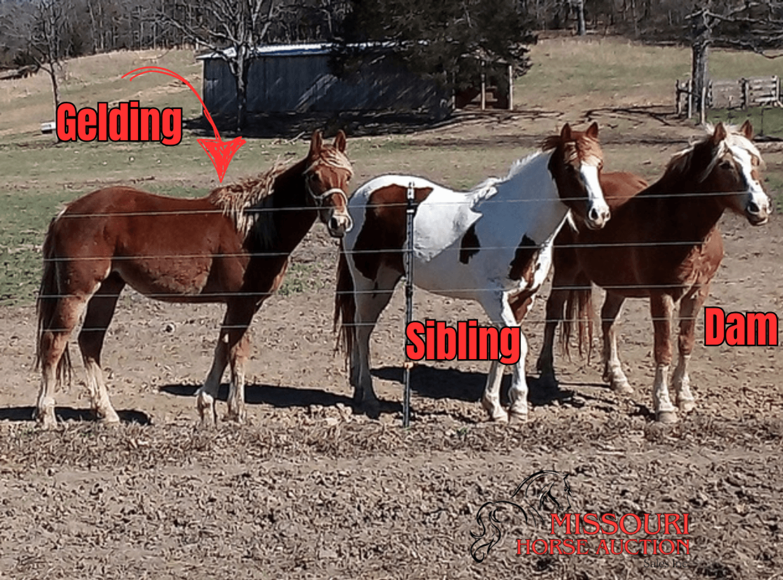 Image for Missouri Horse Auction AT MOUNTAIN GROVE- FRIDAY, APRIL 11TH, 2025