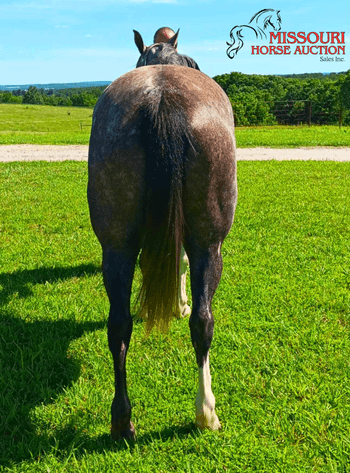 Image for Missouri Horse Auction AT MOUNTAIN GROVE- FRIDAY, APRIL 11TH, 2025