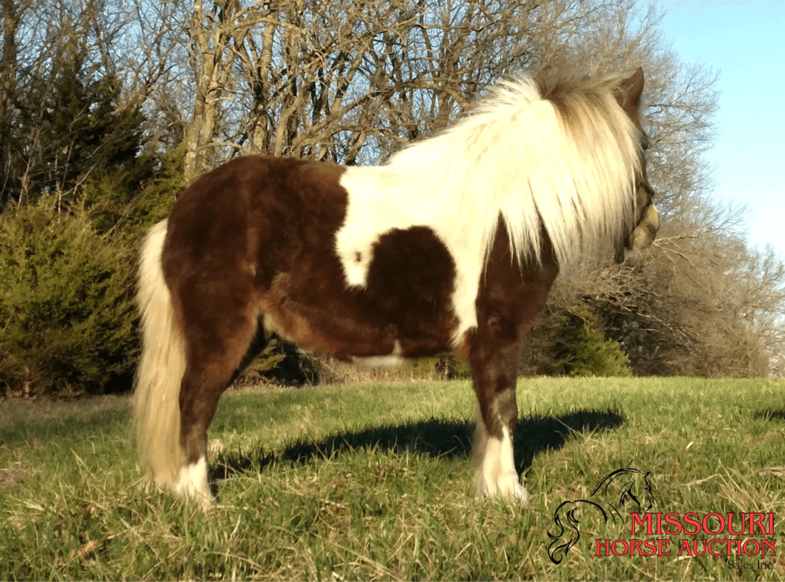Image for March 10 DAY, ONLINE ONLY Horse Auction