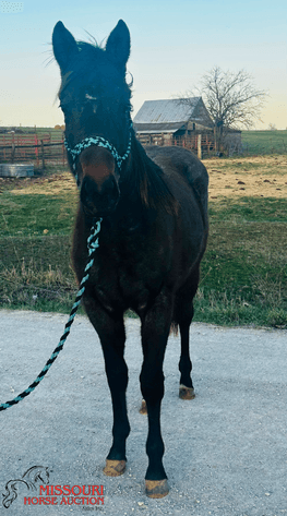 Image for March 10 DAY, ONLINE ONLY Horse Auction