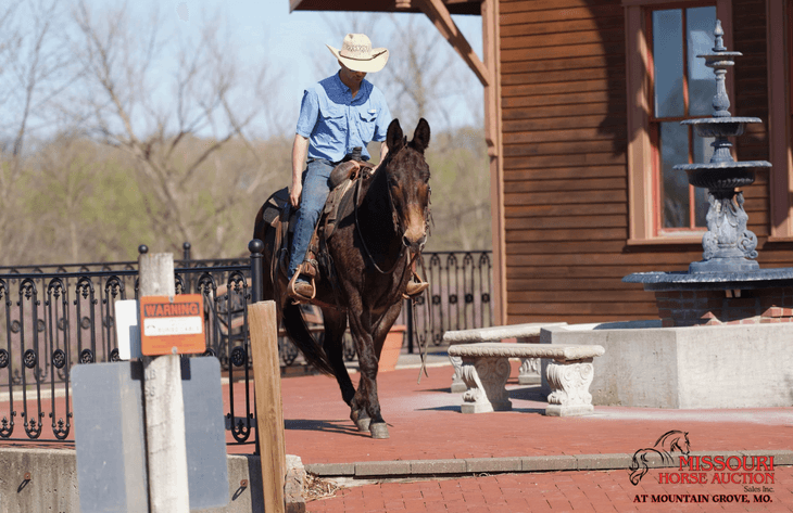Image for Missouri Horse Auction AT MOUNTAIN GROVE- FRIDAY, APRIL 11TH, 2025
