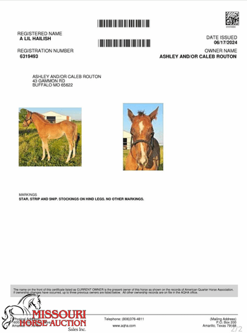 Image for April-10 DAY, ONLINE ONLY Horse Auction