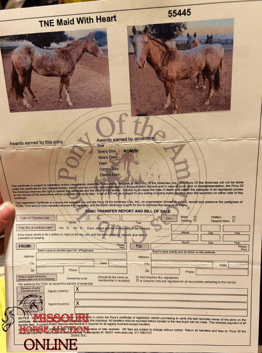 Image for April-10 DAY, ONLINE ONLY Horse Auction