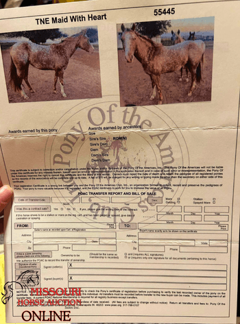 Image for April-10 DAY, ONLINE ONLY Horse Auction