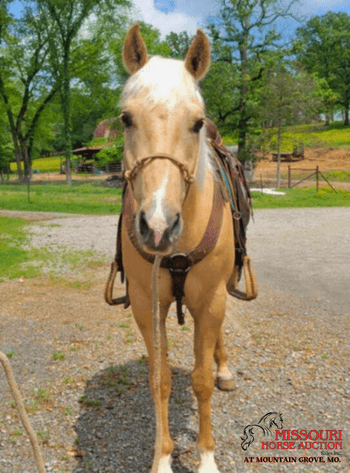 Image for Missouri Horse Auction AT MOUNTAIN GROVE- FRIDAY, MAY 9TH, 2025
