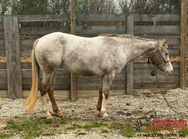 Image for Missouri Horse Auction AT MOUNTAIN GROVE- FRIDAY, MAY 9TH, 2025