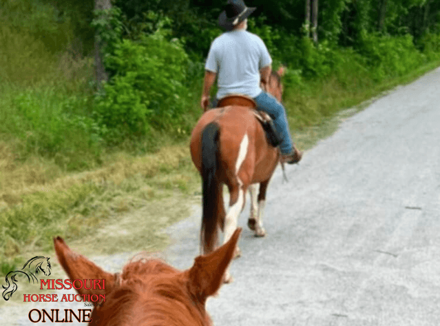 Image for May-10 DAY, ONLINE ONLY Horse Auction