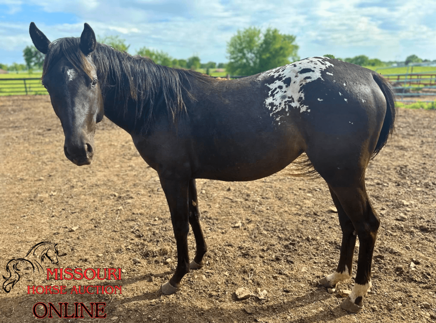 Image for May-10 DAY, ONLINE ONLY Horse Auction