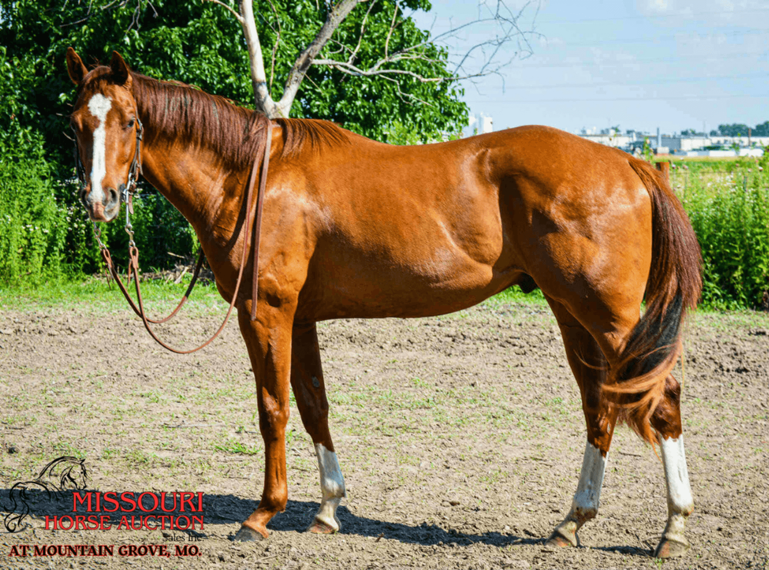 Image for Missouri Horse Auction AT MOUNTAIN GROVE- FRIDAY, JULY 11TH, 2025