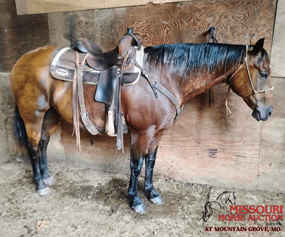Image for Missouri Horse Auction AT MOUNTAIN GROVE- FRIDAY, JULY 11TH, 2025