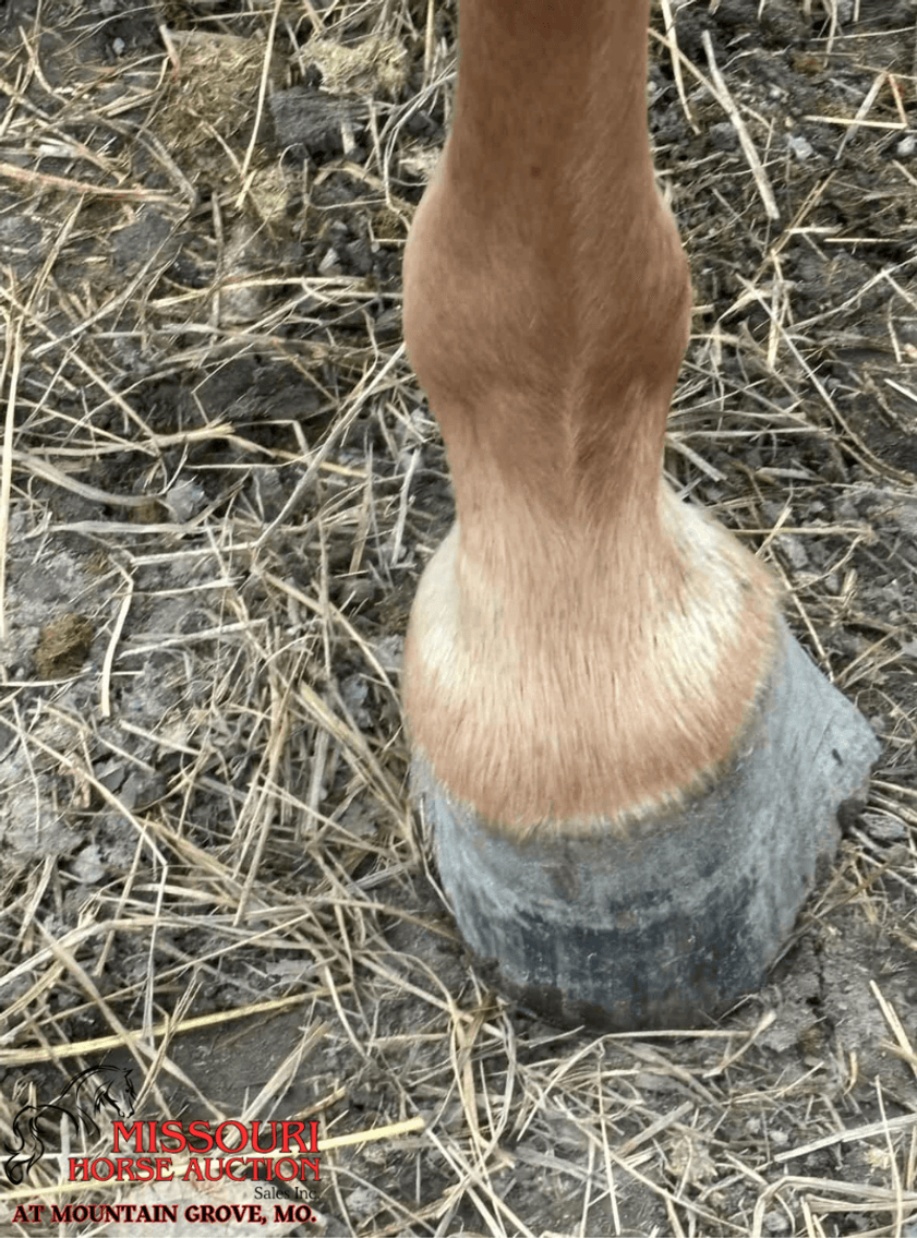 Image for Missouri Horse Auction AT MOUNTAIN GROVE- FRIDAY, AUGUST 8TH, 2025