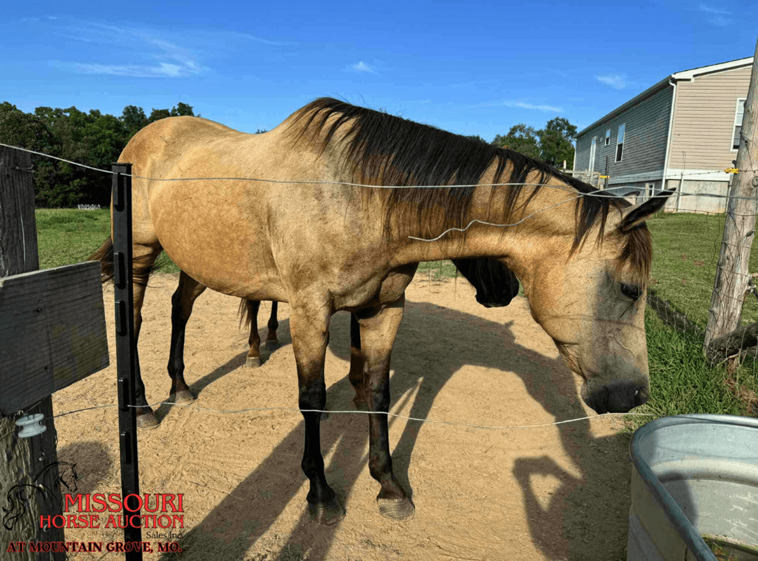 Image for Missouri Horse Auction AT MOUNTAIN GROVE- FRIDAY, AUGUST 8TH, 2025