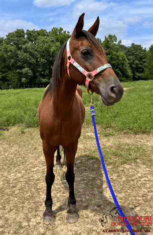 Image for Missouri Horse Auction AT MOUNTAIN GROVE- FRIDAY, AUGUST 8TH, 2025