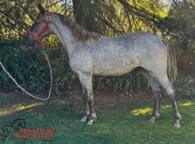Image for Missouri Horse Auction AVA TRAIL HORSE SALE- SATURAY, SEPTEMBER 6TH, 2025