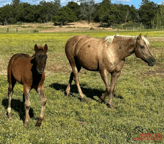 Image for Missouri Horse Auction AVA TRAIL HORSE SALE- SATURAY, SEPTEMBER 6TH, 2025