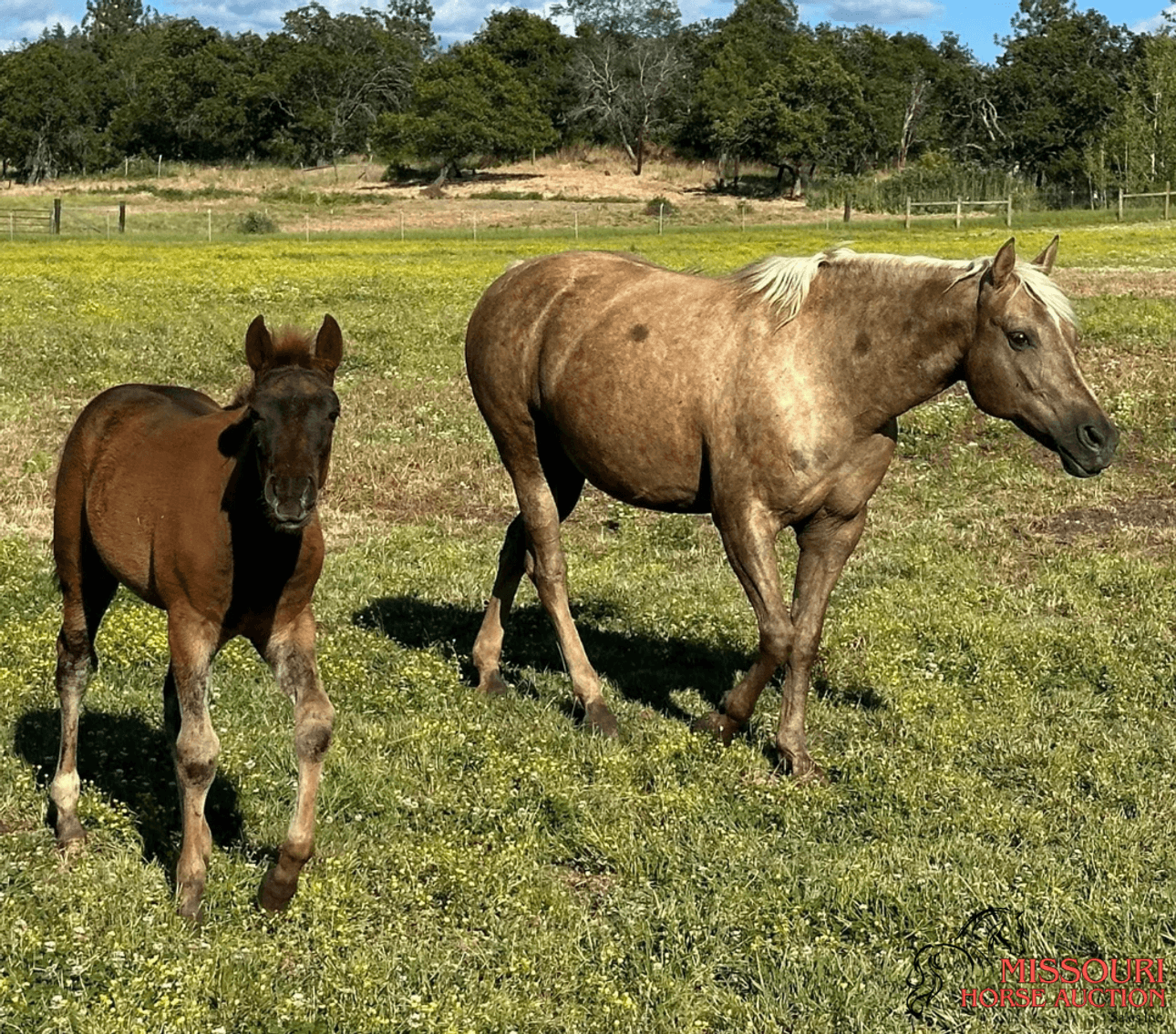 Image for Missouri Horse Auction AVA TRAIL HORSE SALE- SATURAY, SEPTEMBER 6TH, 2025