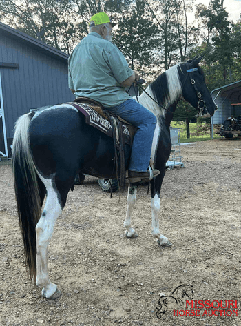 Image for Missouri Horse Auction AVA TRAIL HORSE SALE- SATURAY, SEPTEMBER 6TH, 2025