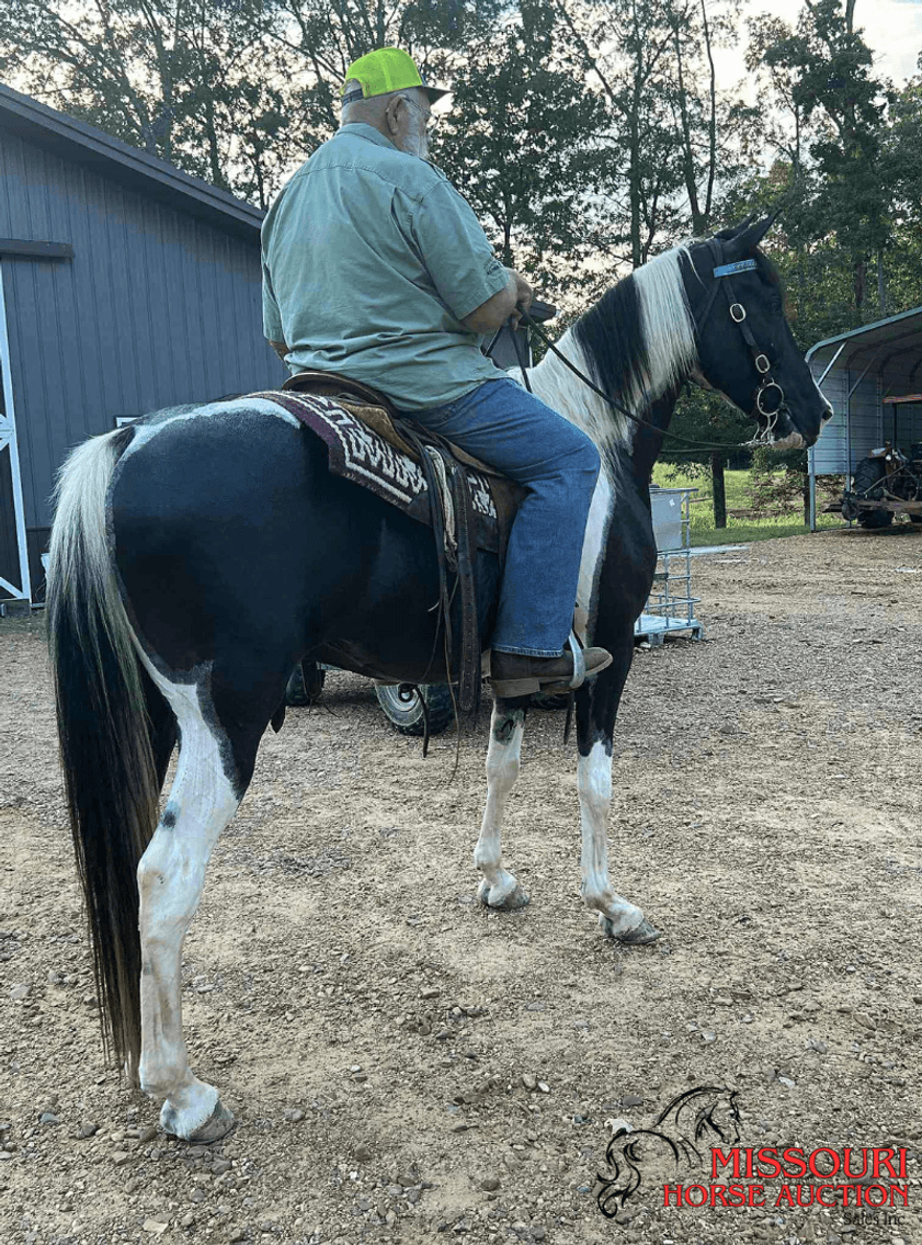 Image for Missouri Horse Auction AVA TRAIL HORSE SALE- SATURAY, SEPTEMBER 6TH, 2025