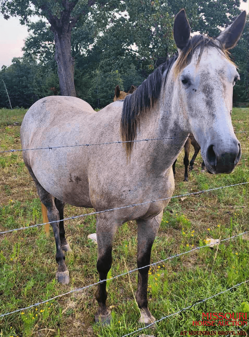 Image for Missouri Horse Auction AT MOUNTAIN GROVE- FRIDAY, SEPTEMBER 12TH, 2025