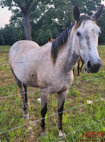 Image for Missouri Horse Auction AT MOUNTAIN GROVE- FRIDAY, SEPTEMBER 12TH, 2025