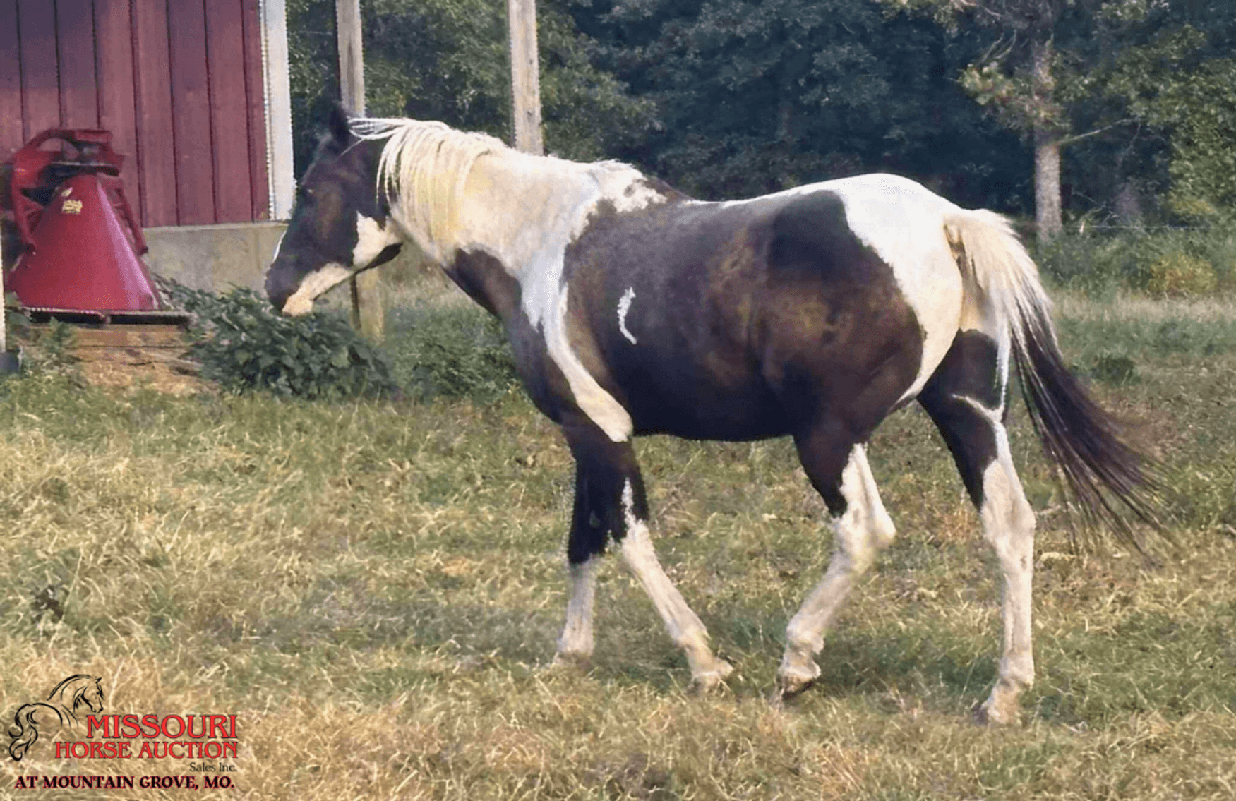 Image for Missouri Horse Auction AT MOUNTAIN GROVE- FRIDAY, SEPTEMBER 12TH, 2025
