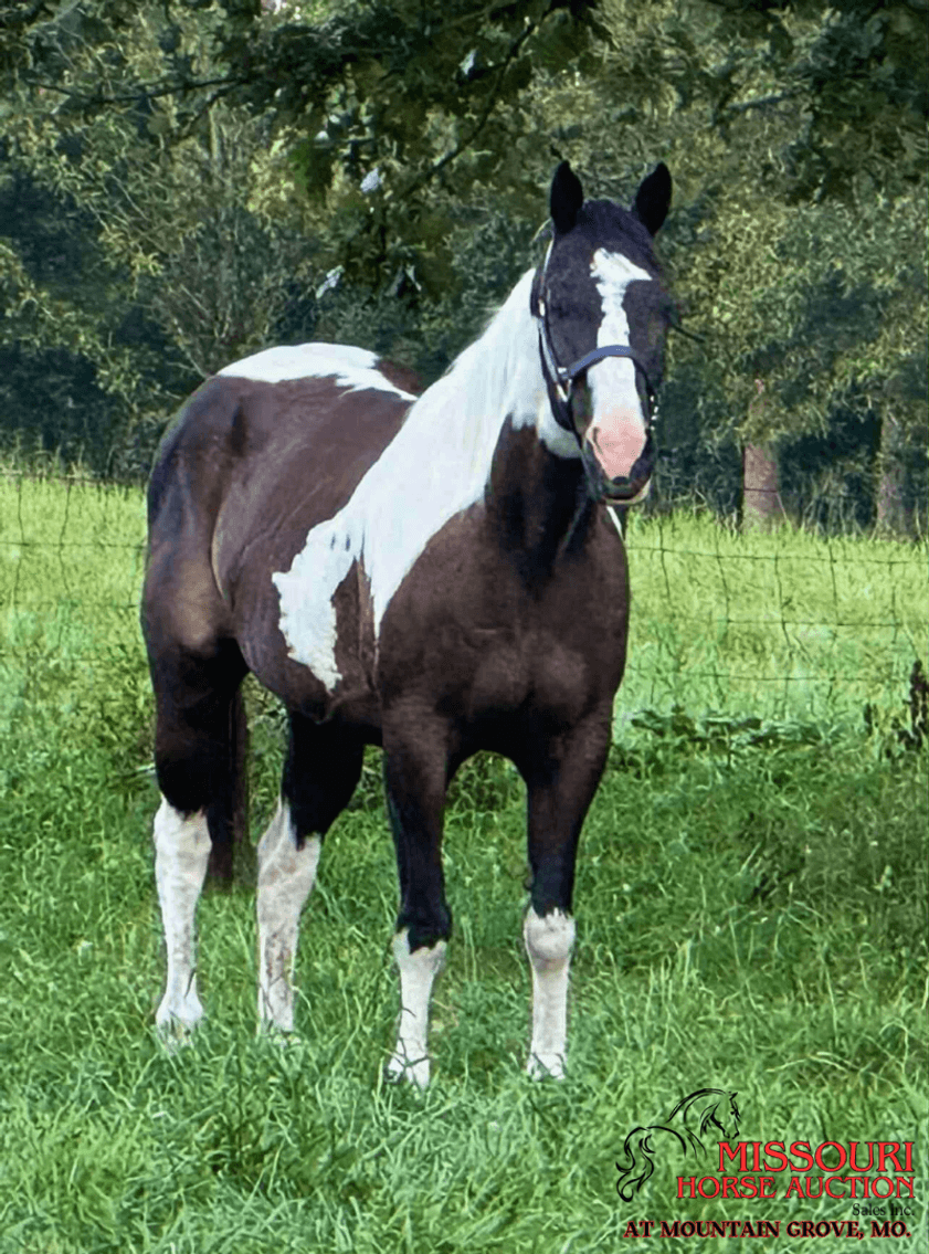 Image for Missouri Horse Auction AT MOUNTAIN GROVE- FRIDAY, SEPTEMBER 12TH, 2025