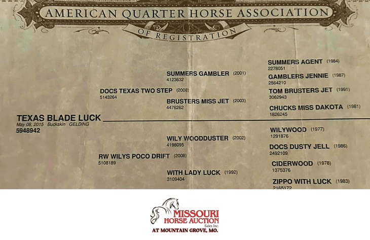 Image for Missouri Horse Auction AT MOUNTAIN GROVE- FRIDAY, SEPTEMBER 12TH, 2025