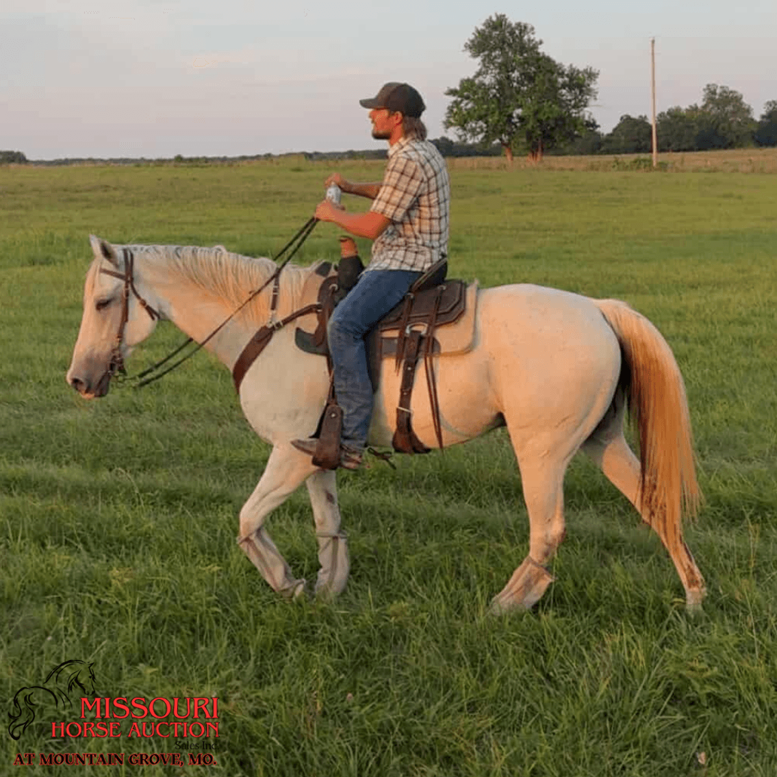 Image for Missouri Horse Auction AT MOUNTAIN GROVE- FRIDAY, SEPTEMBER 12TH, 2025