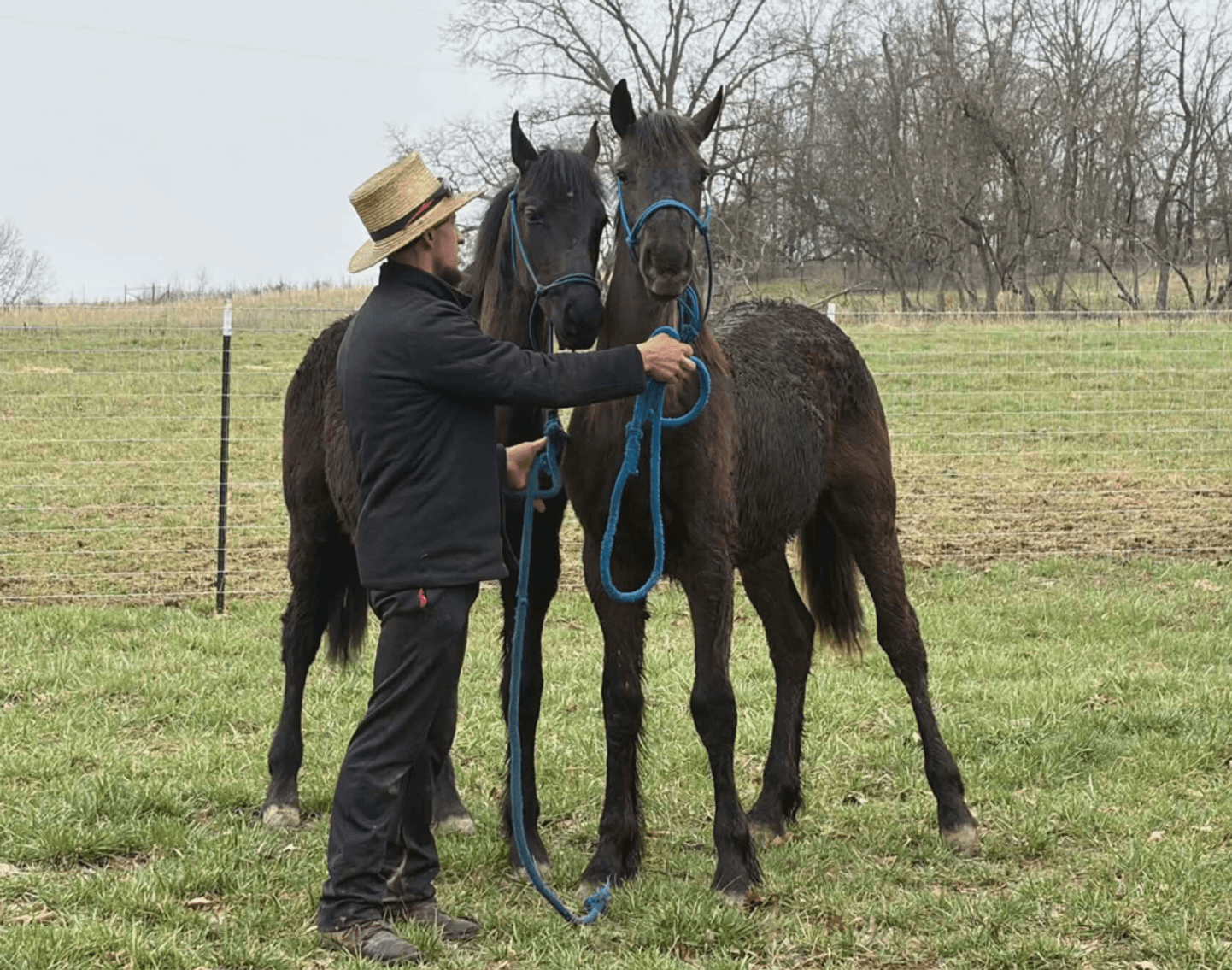 Image for Missouri Horse Auction AT MOUNTAIN GROVE- FRIDAY, MARCH 13TH, 2026