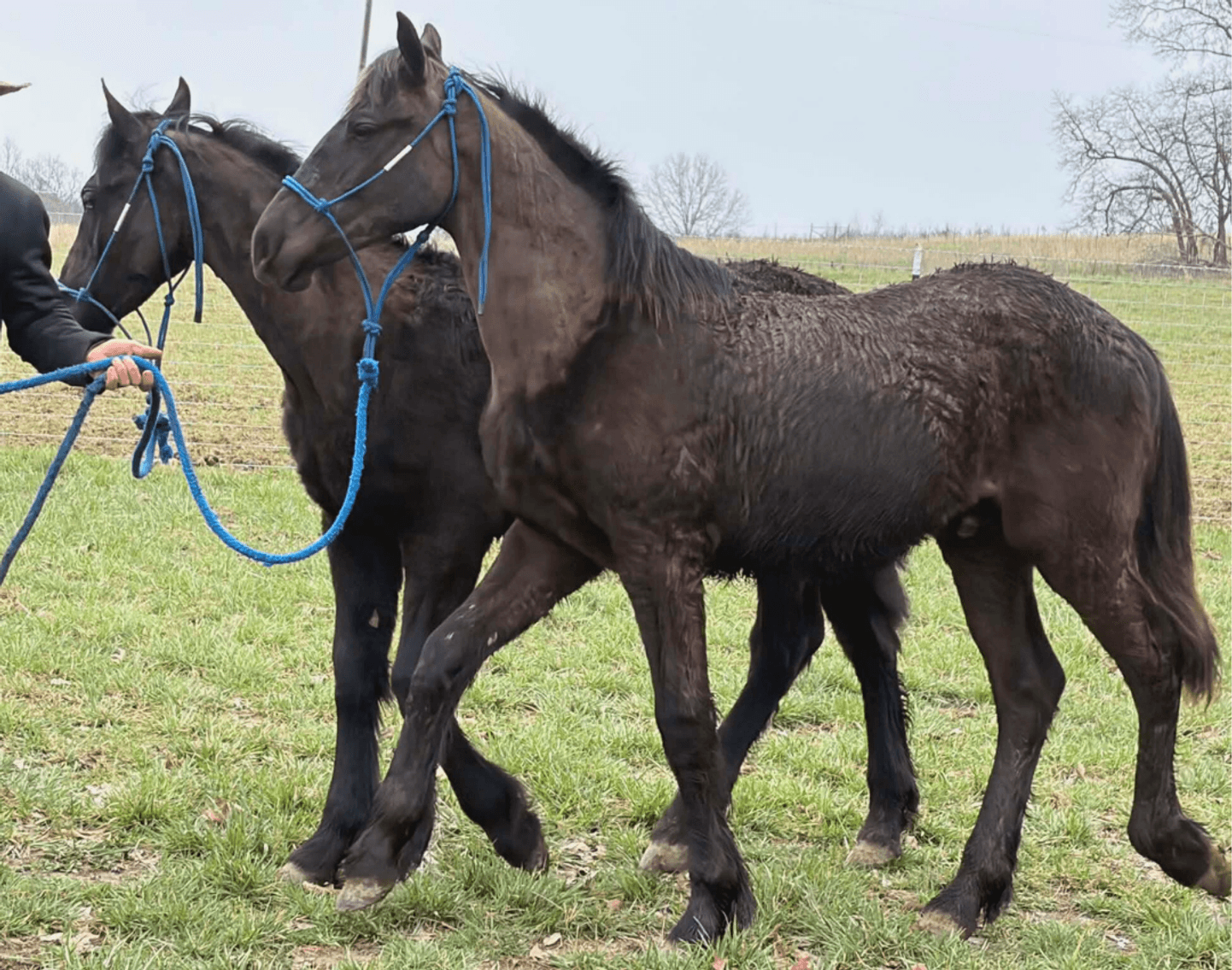 Image for Missouri Horse Auction AT MOUNTAIN GROVE- FRIDAY, MARCH 13TH, 2026