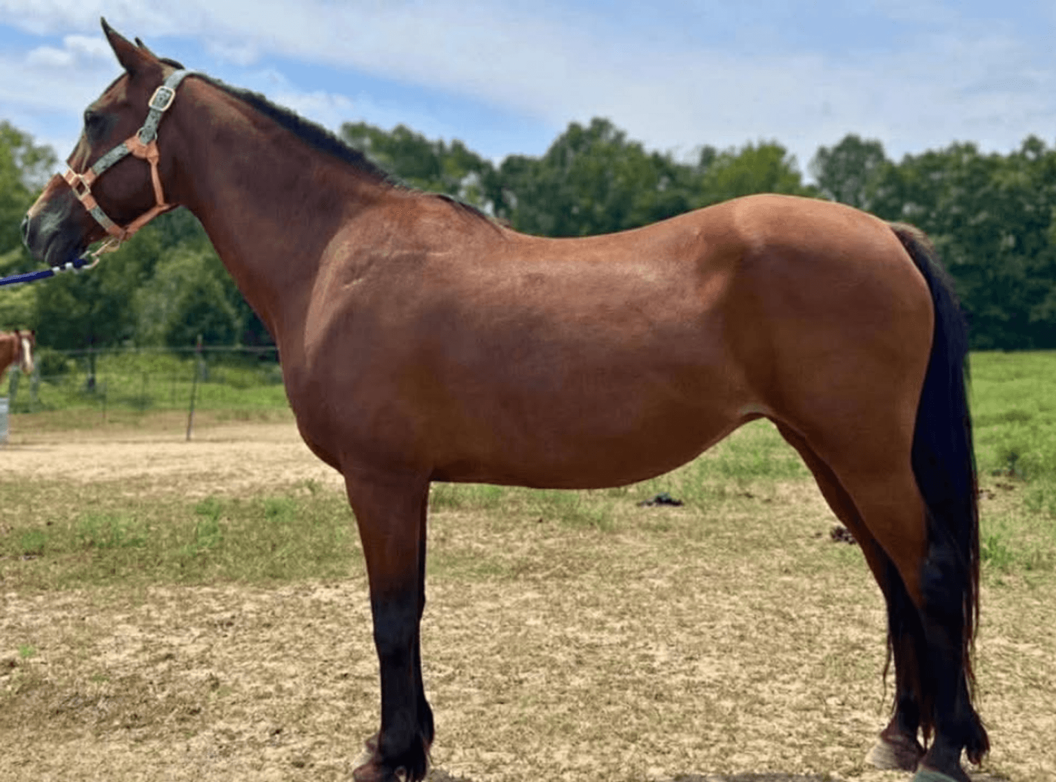 Image for Missouri Horse Auction AT MOUNTAIN GROVE- FRIDAY, MARCH 13TH, 2026