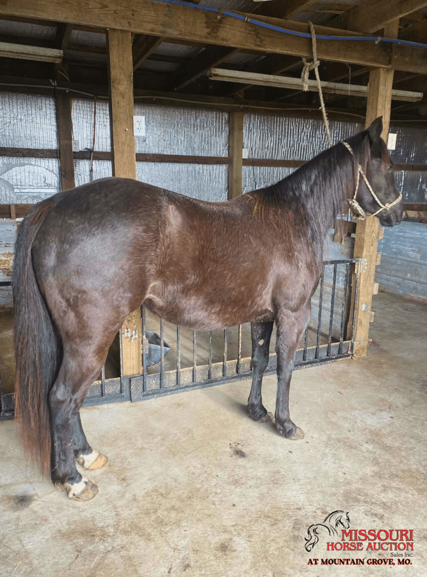 Image for Missouri Horse Auction AT MOUNTAIN GROVE- FRIDAY, MARCH 13TH, 2026