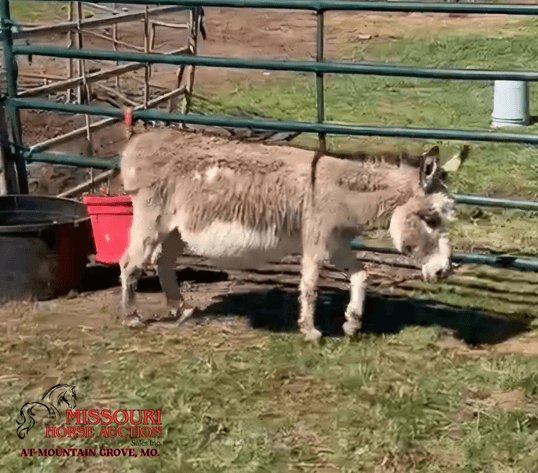 Image for Missouri Horse Auction AT MOUNTAIN GROVE- FRIDAY, MARCH 13TH, 2026