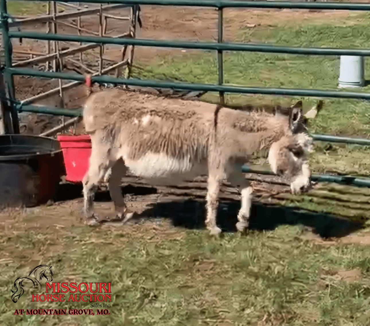 Image for Missouri Horse Auction AT MOUNTAIN GROVE- FRIDAY, MARCH 13TH, 2026