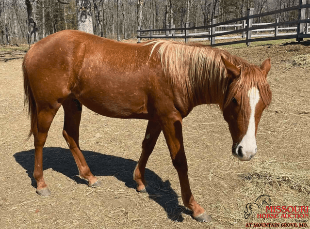 Image for Missouri Horse Auction AT MOUNTAIN GROVE- FRIDAY, APRIL 10TH, 2026