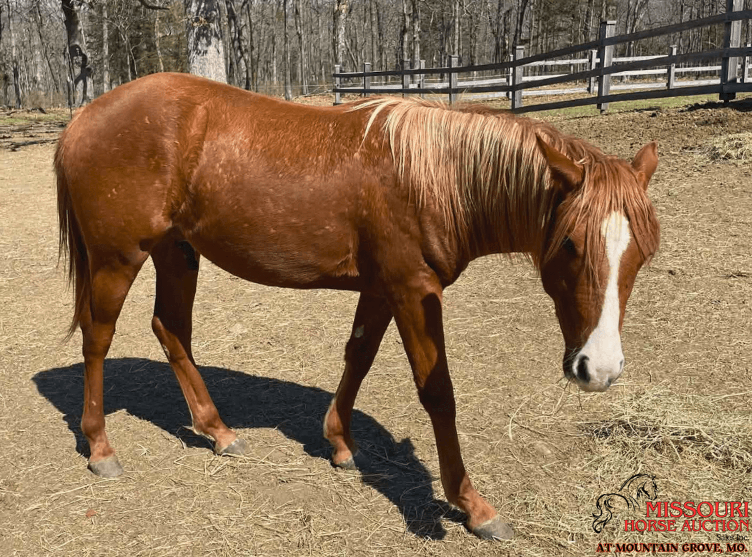 Image for Missouri Horse Auction AT MOUNTAIN GROVE- FRIDAY, APRIL 10TH, 2026