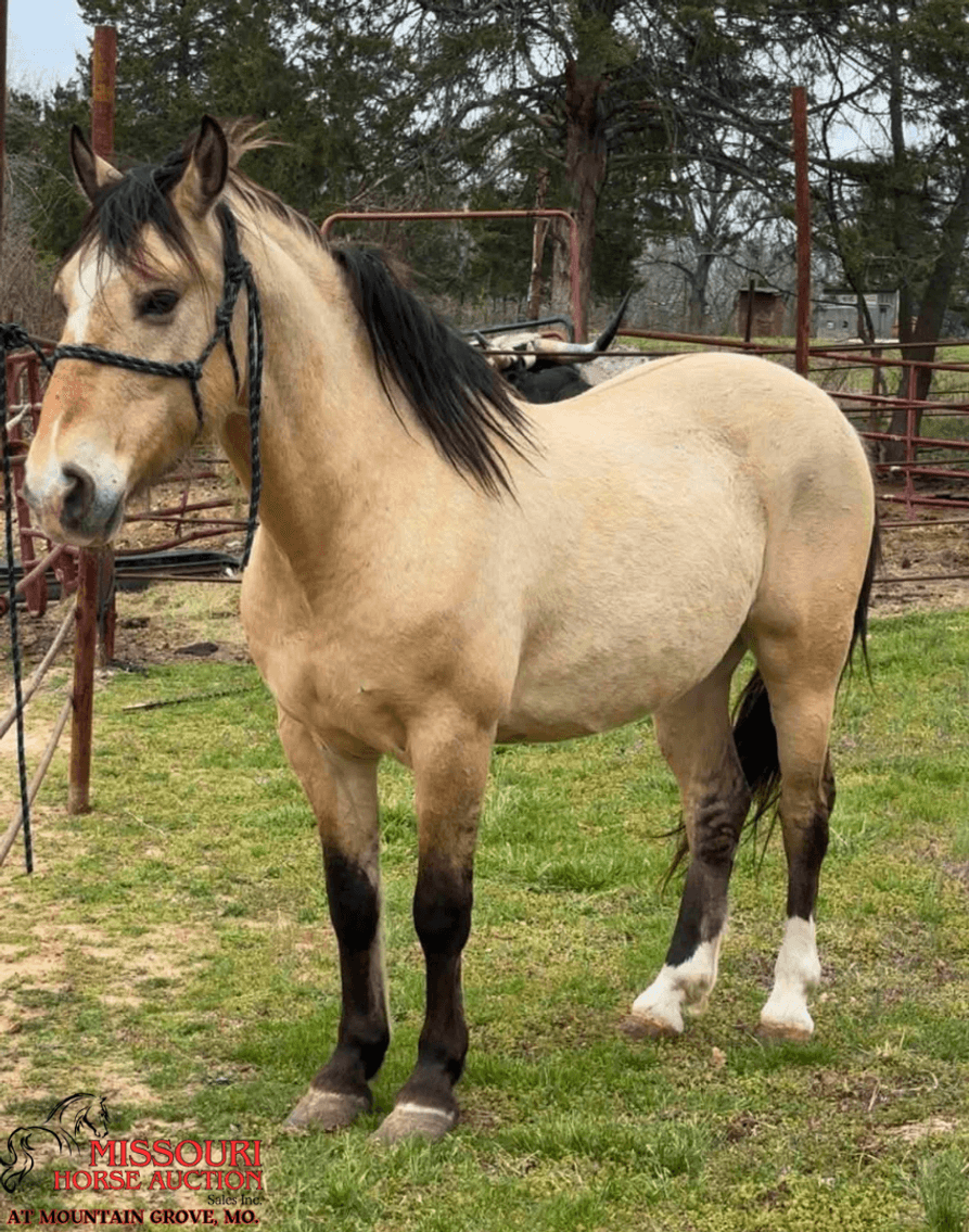 Image for Missouri Horse Auction AT MOUNTAIN GROVE- FRIDAY, APRIL 10TH, 2026
