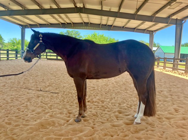 Image for Penn State University 23rd Annual QH Sale